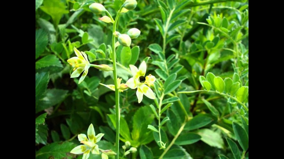 Зигаденус в саду