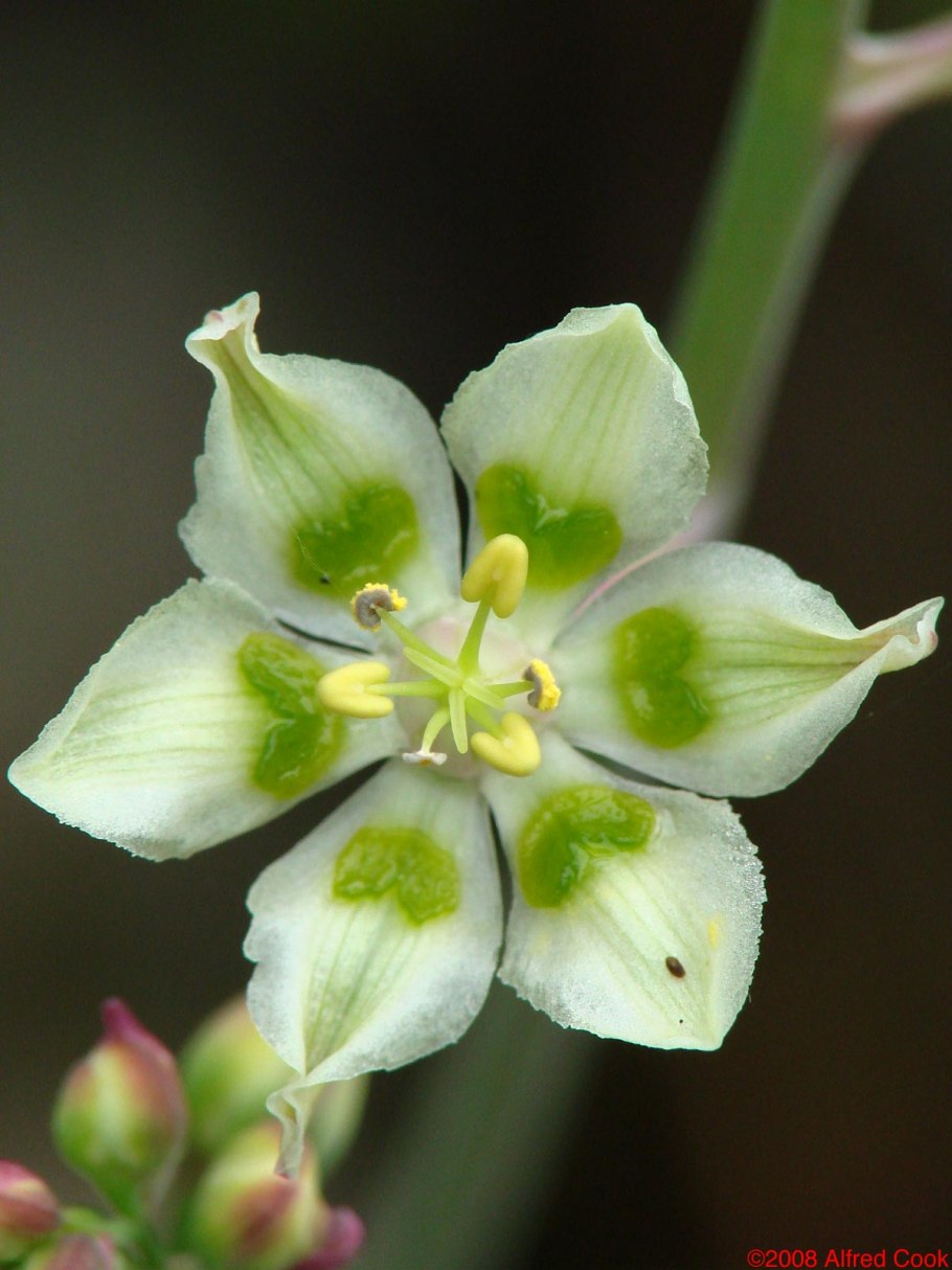 Антиклея (Зигаденус) Нутталля