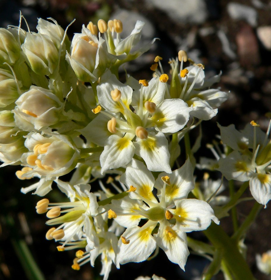 Zigadenus elegans 'Pursh'