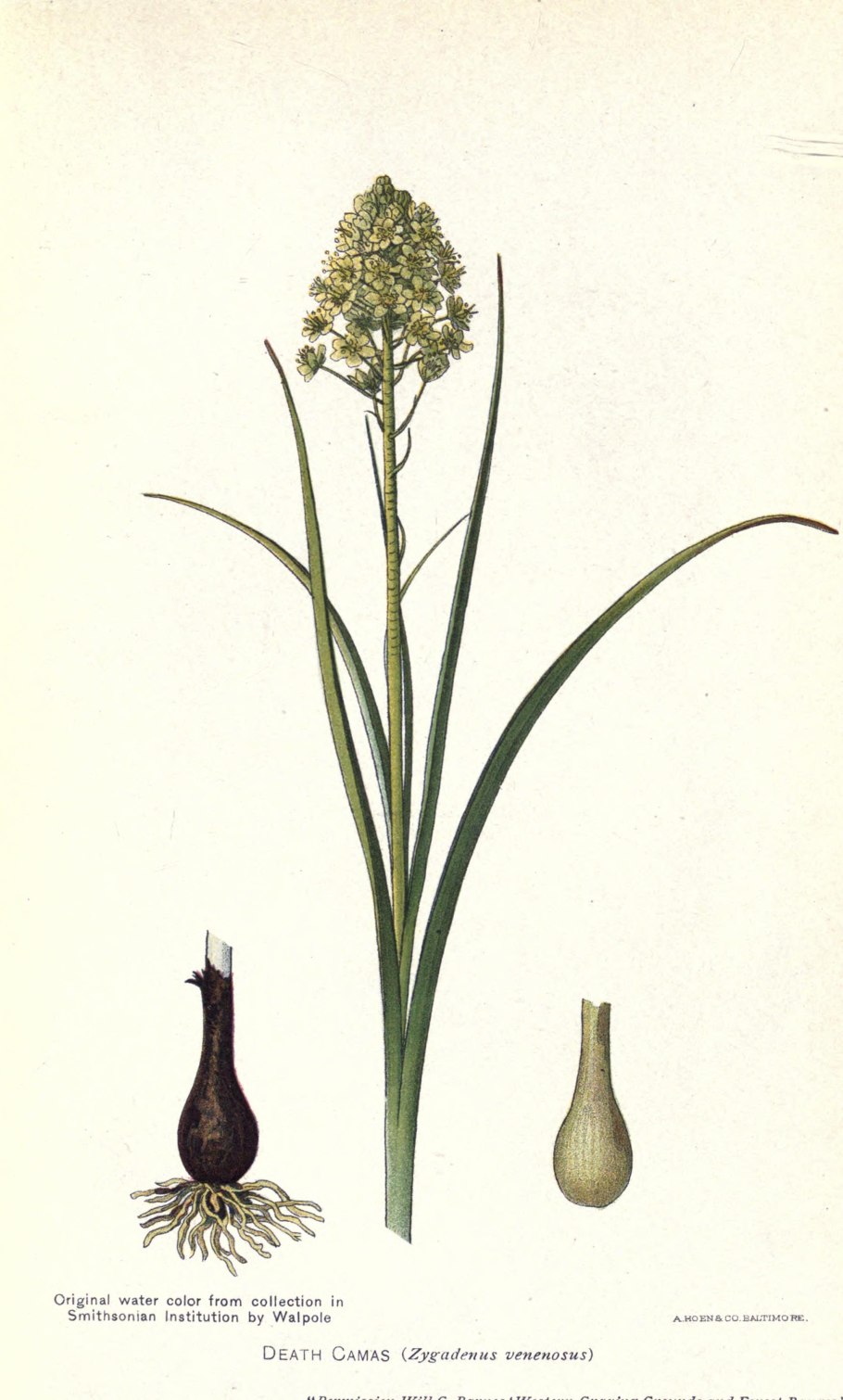 Zigadenus venenosus