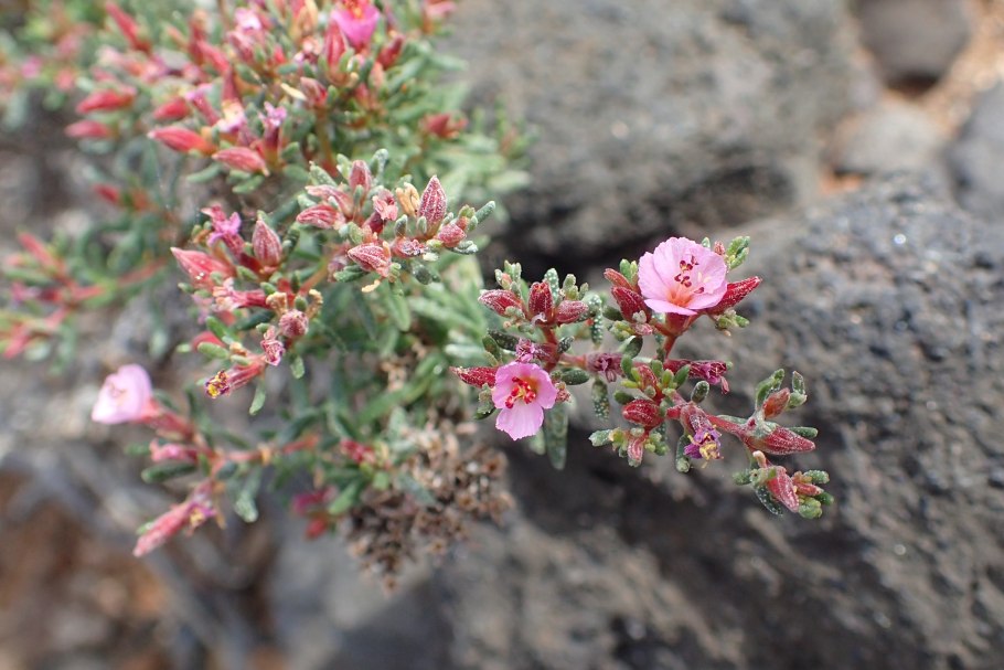 Frankenia pulverulenta
