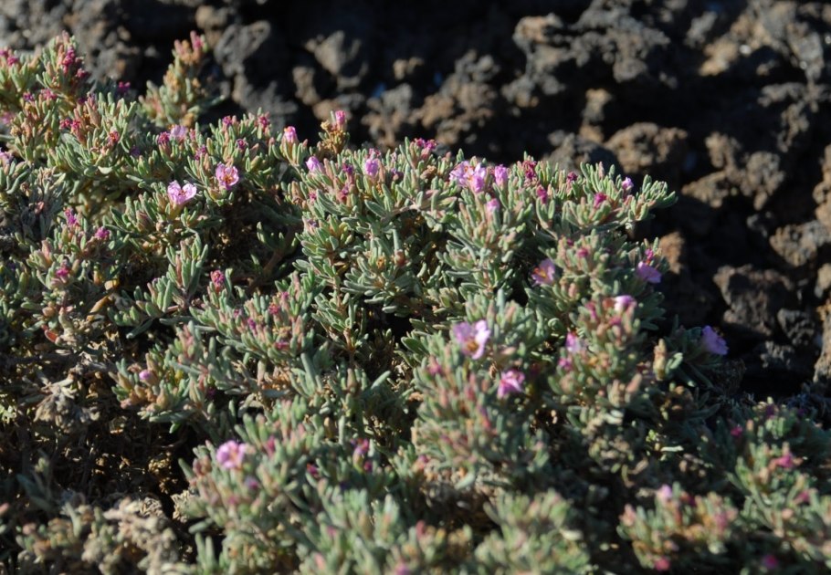 Франкения садовое растение