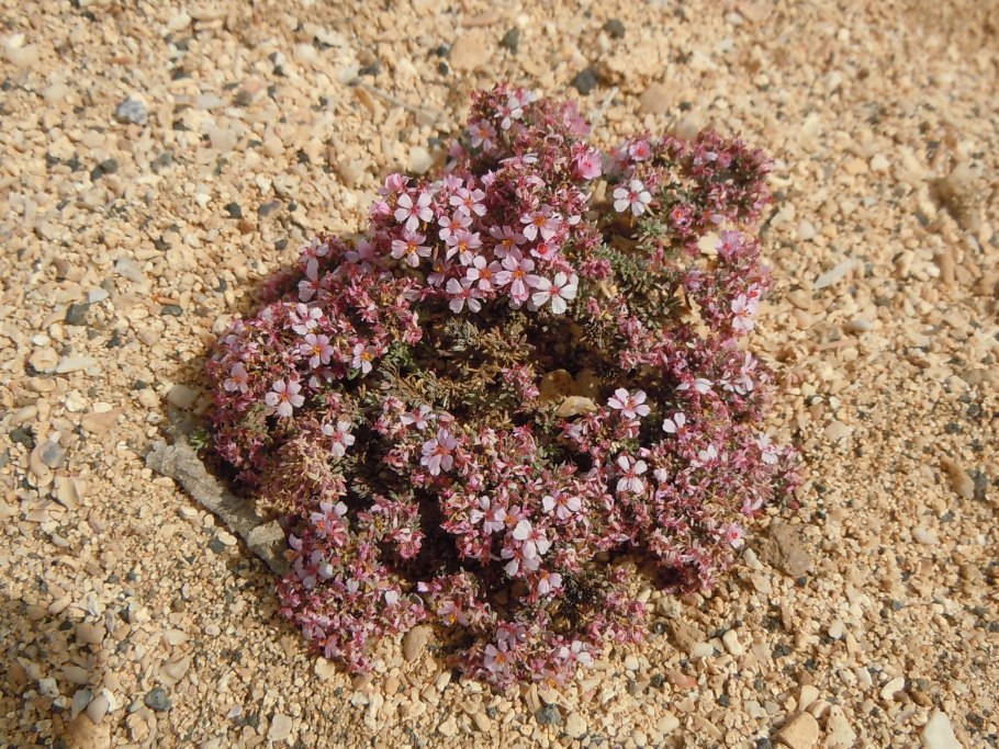 Франкения садовое растение