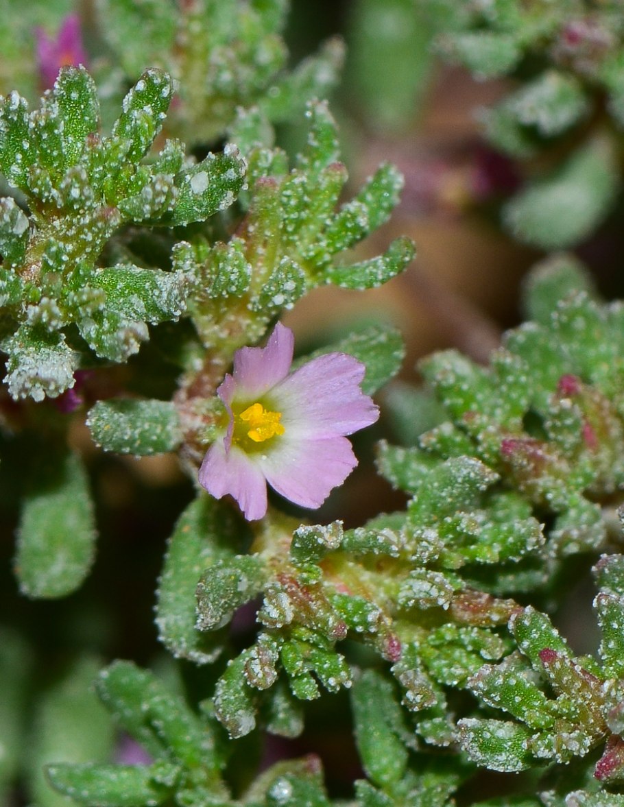 Франкения растение