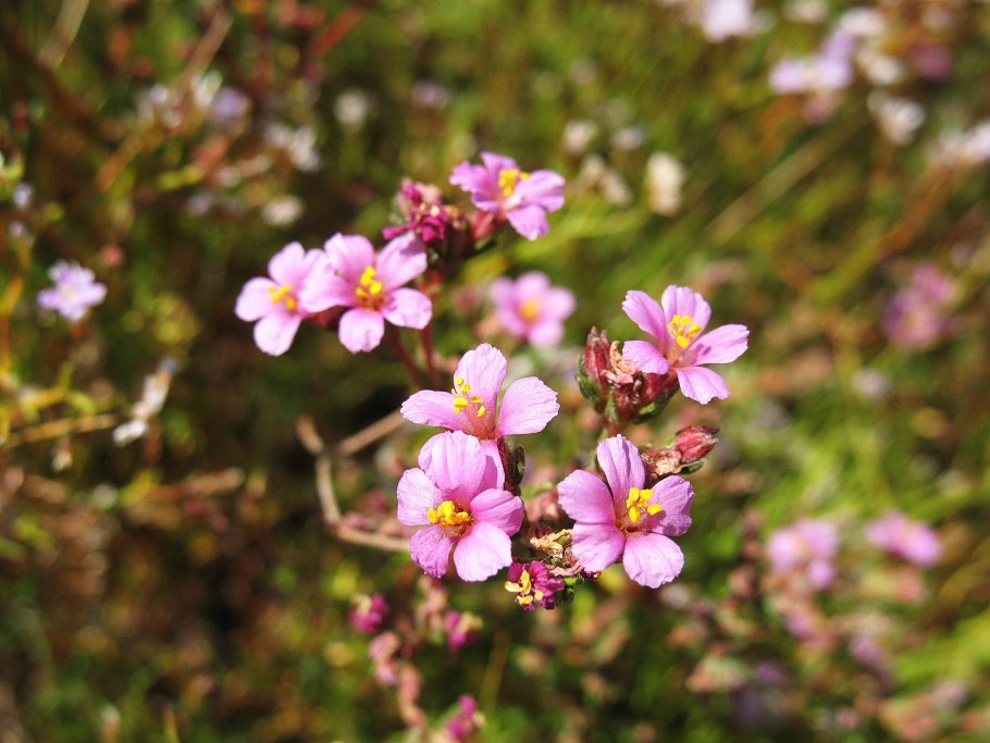 Франкения жестковолосистая