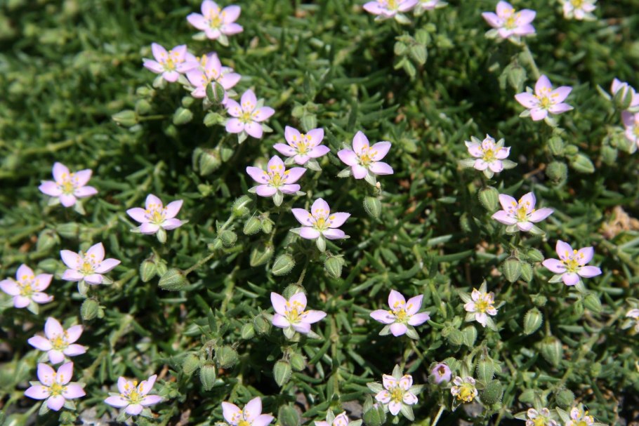 Рамалина мучнистая