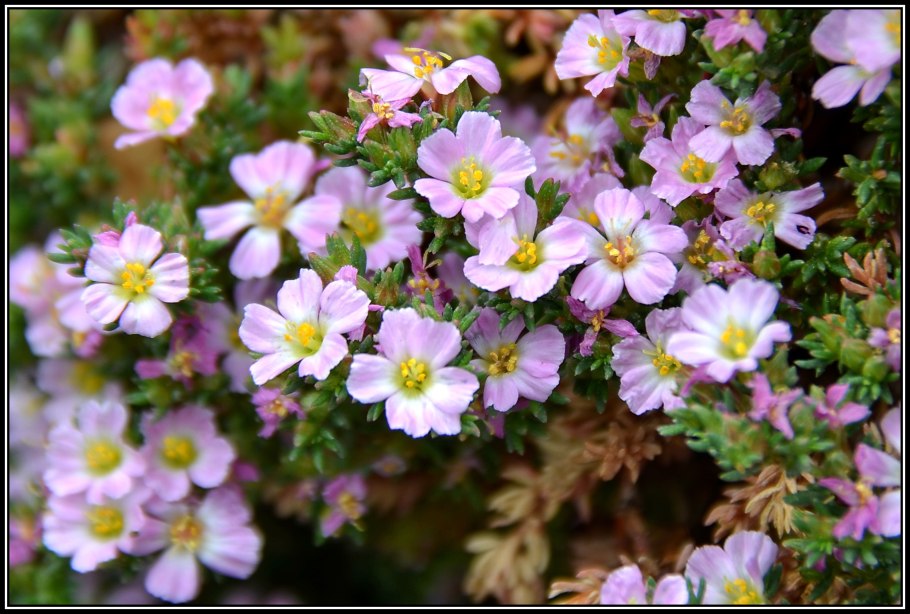 Франкения Думоса