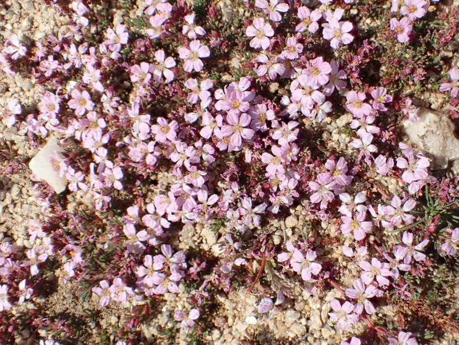 Франкения жестковолосистая