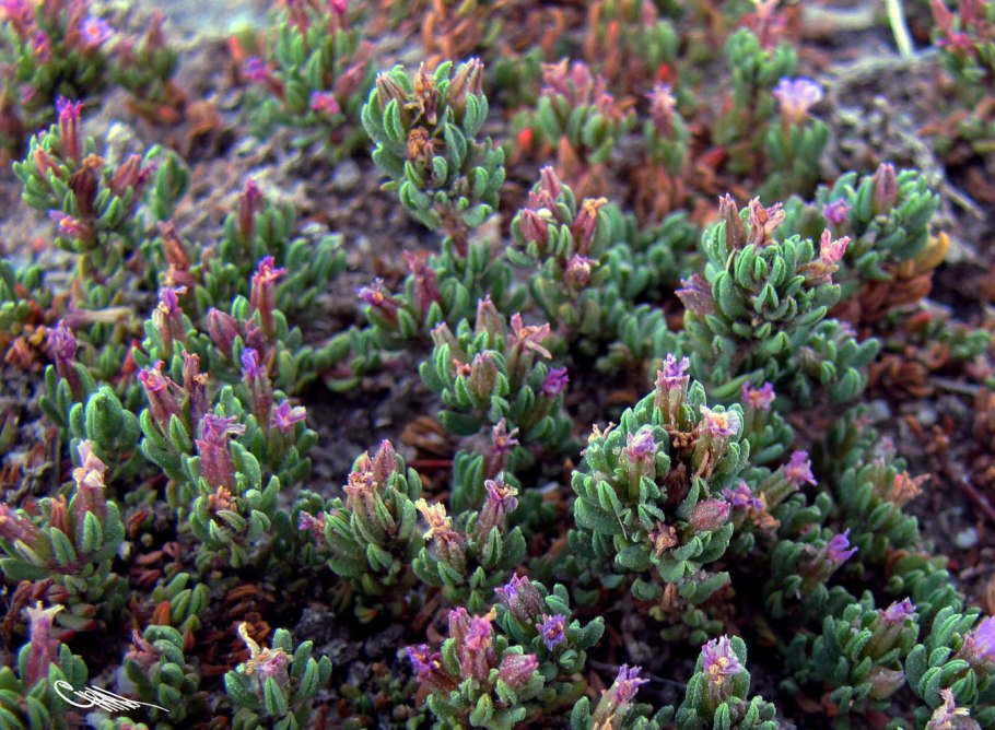 Рамалина мучнистая