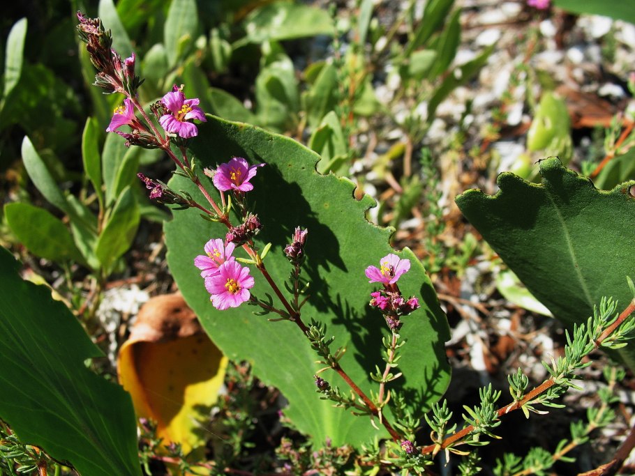 Франкения растение