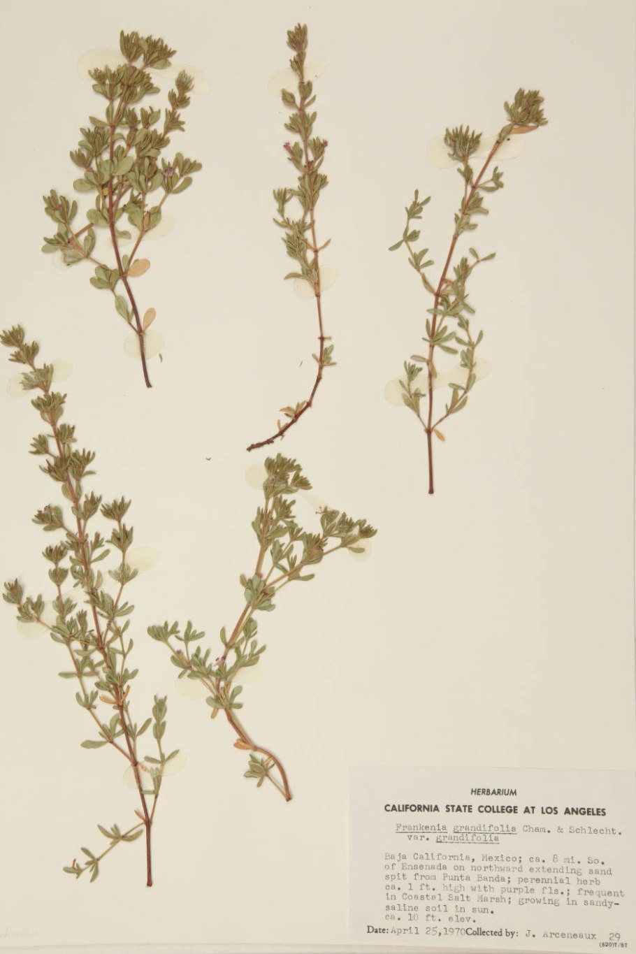 Thymus vulgaris гербарий