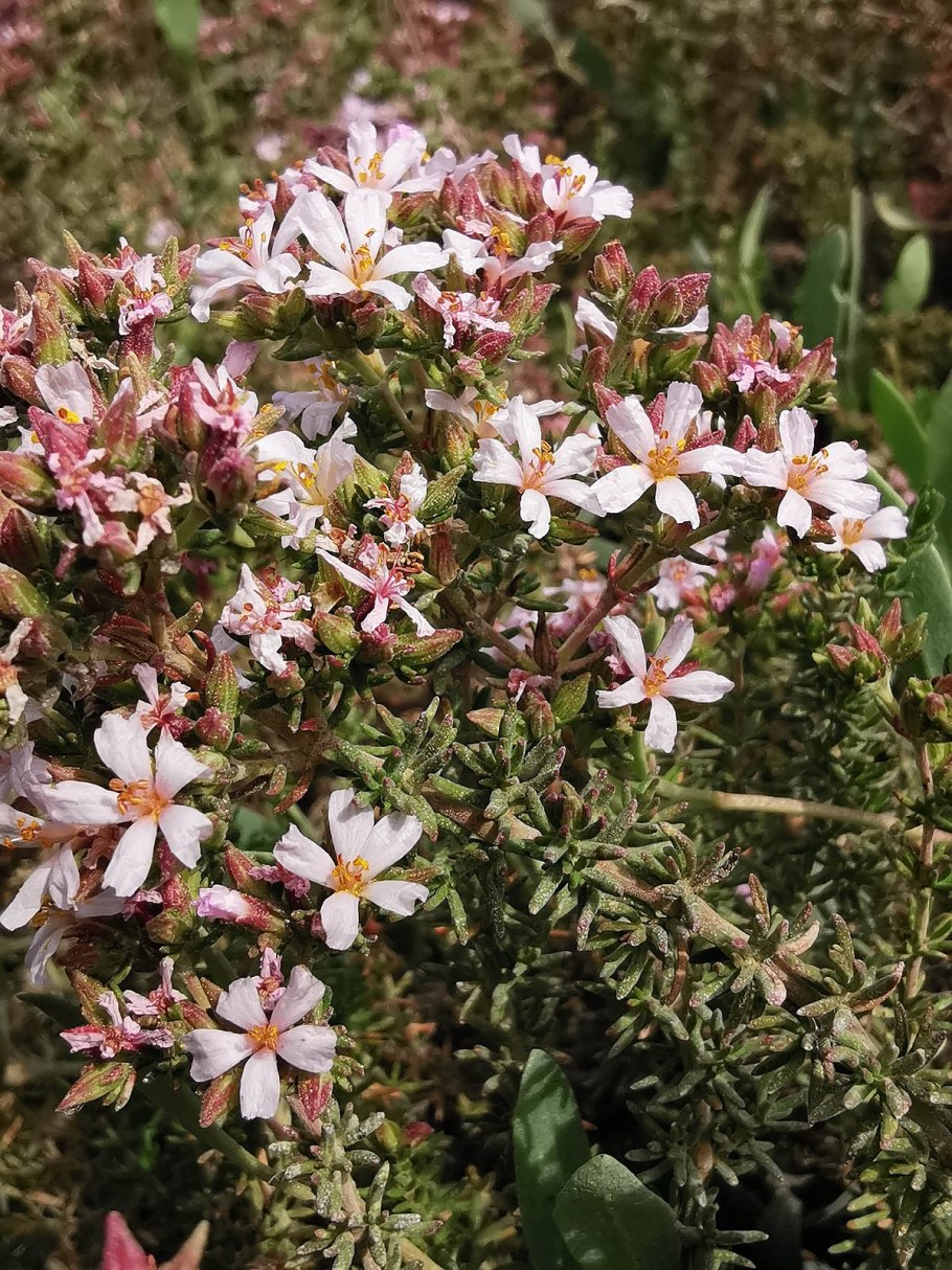Франкения жёстковолосистая Frankenia hirsuta l.