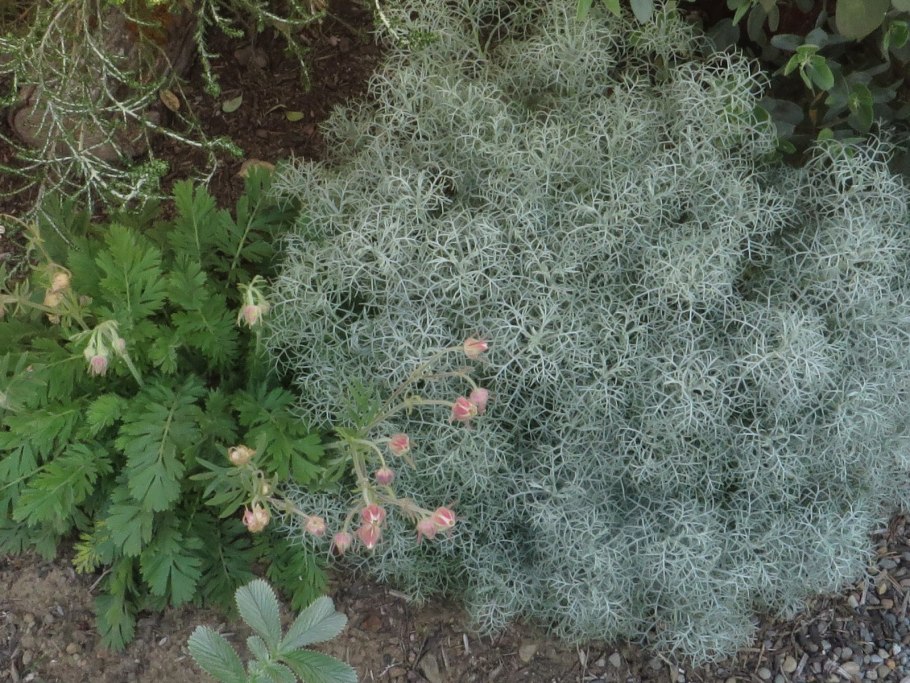 Полынь шмидта artemisia schmidtiana