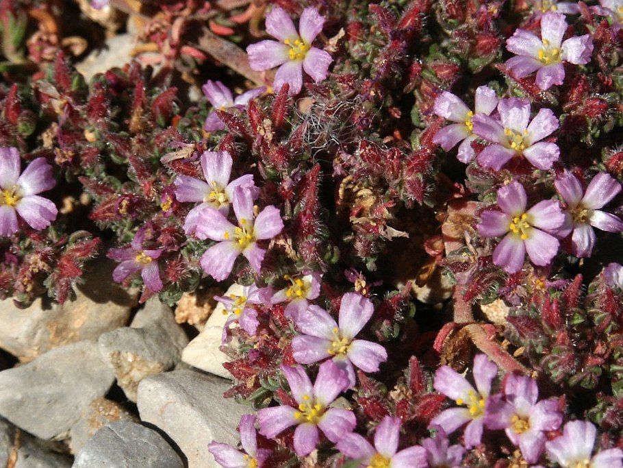Erodium var. Alba