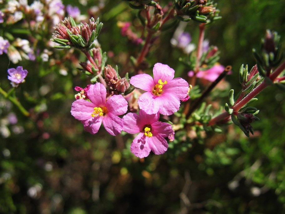 Франкения гладкая