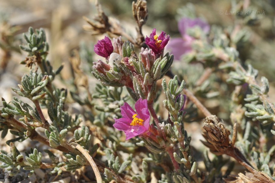 Франкения растение