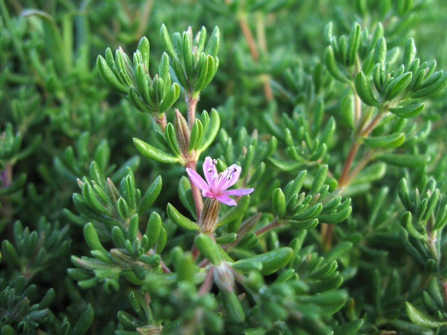 Франкения садовое растение