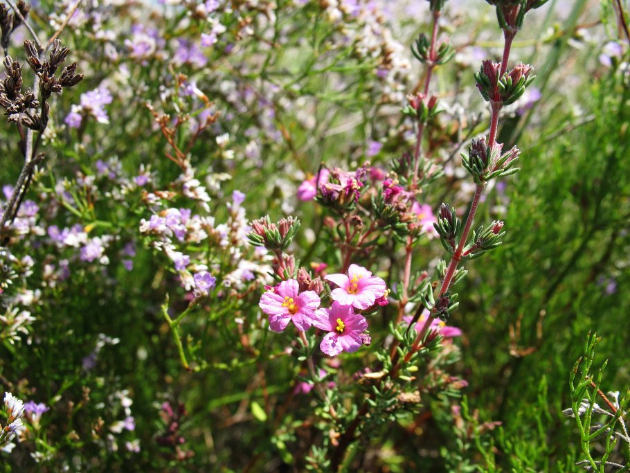 Кладония мутовчатая