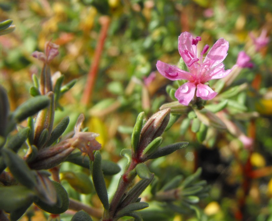 Франкения гладкая зимостойкость
