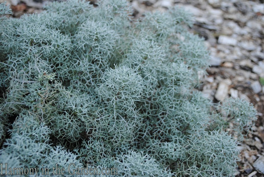 Полынь canescens