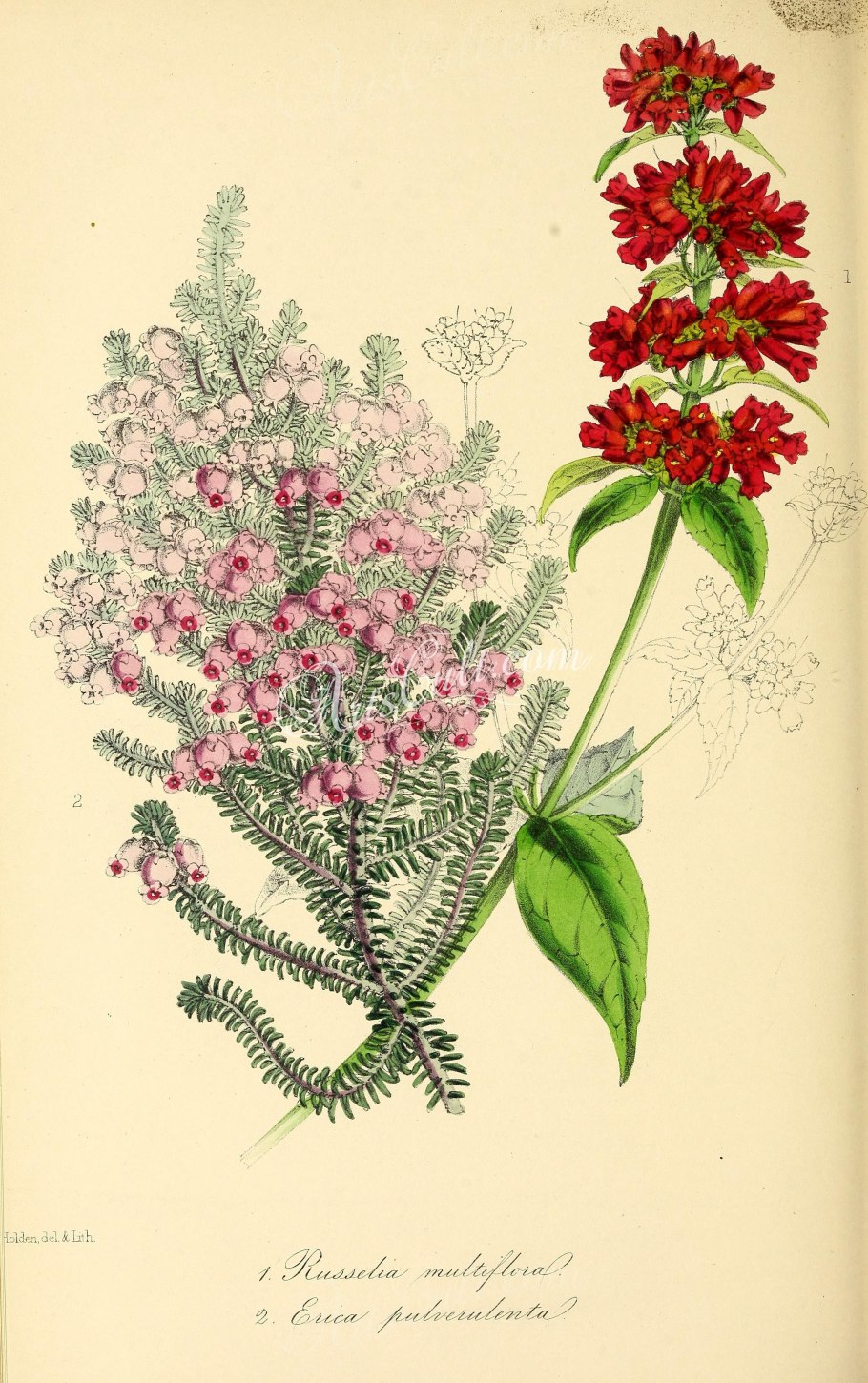 2) Франкения