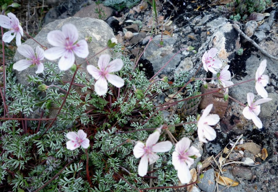 Erodium foetidum