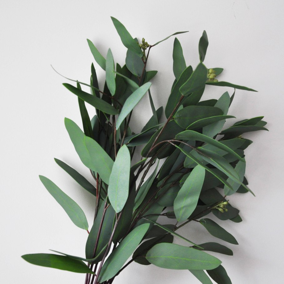 Эвкалипт манноносный