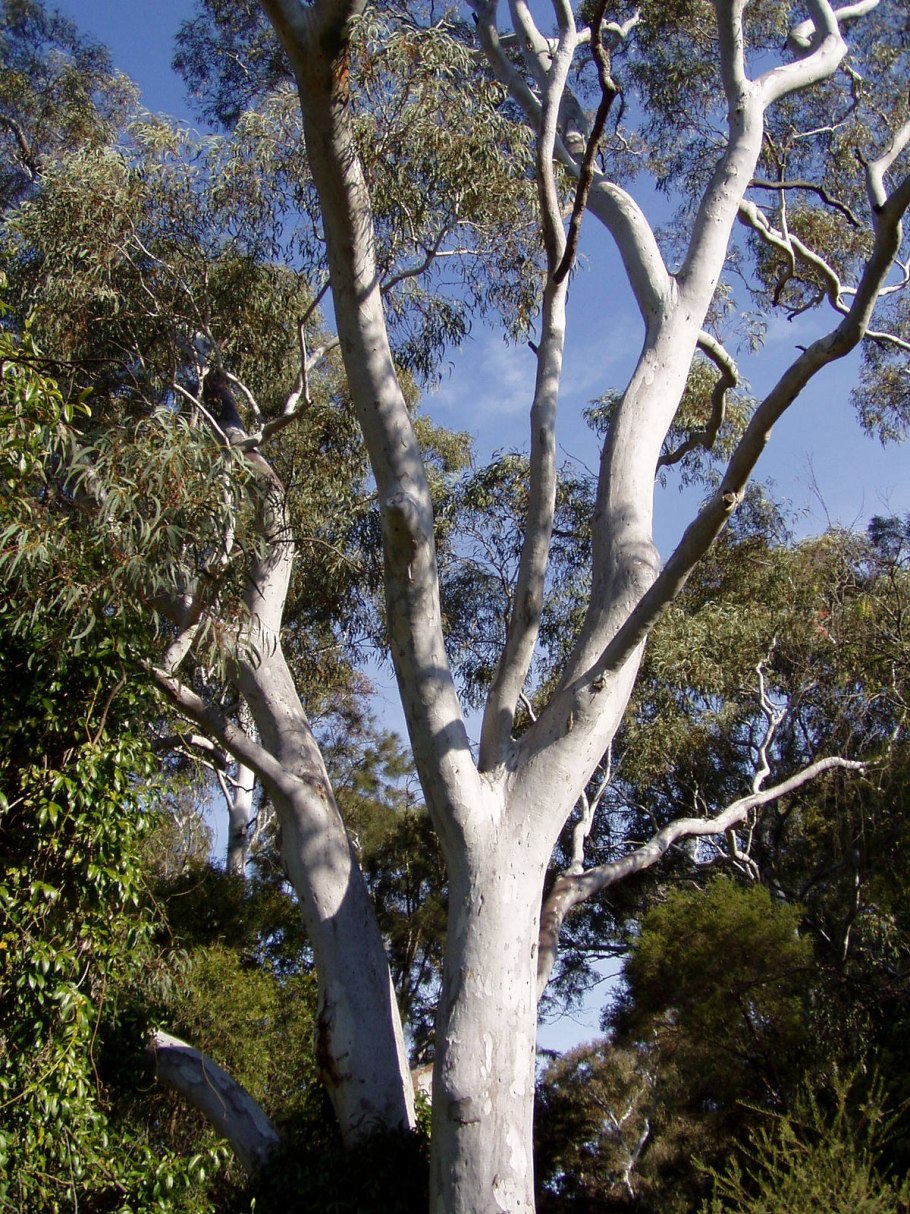 Eucalyptus mannifera