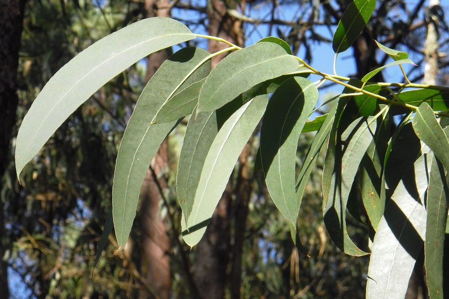 Эвкалипт Кардинал