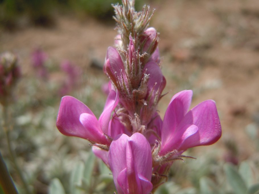 Остролодочник Гмелина