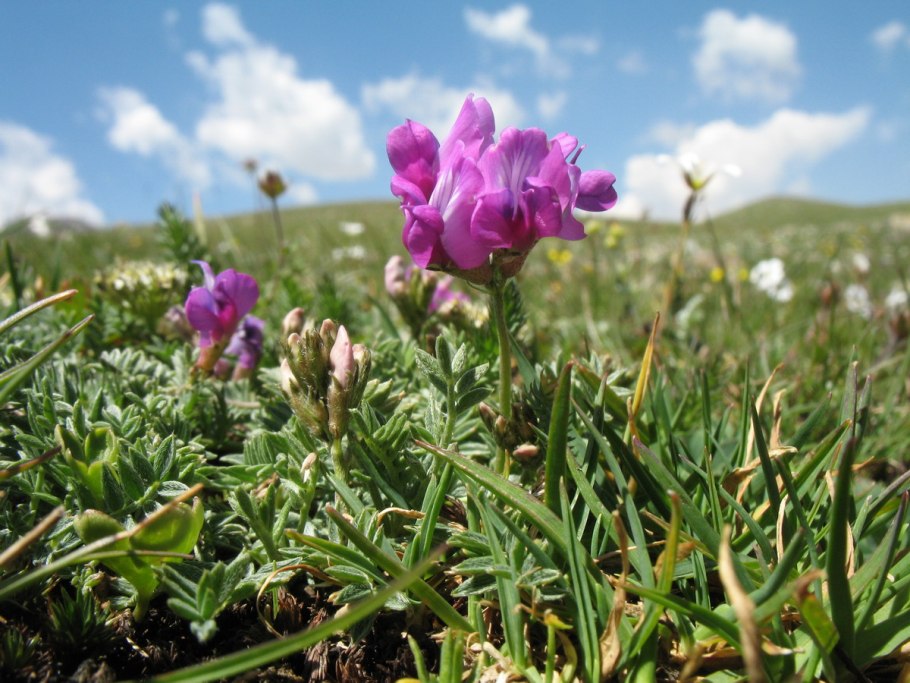 Остролодочник (oxytropis)