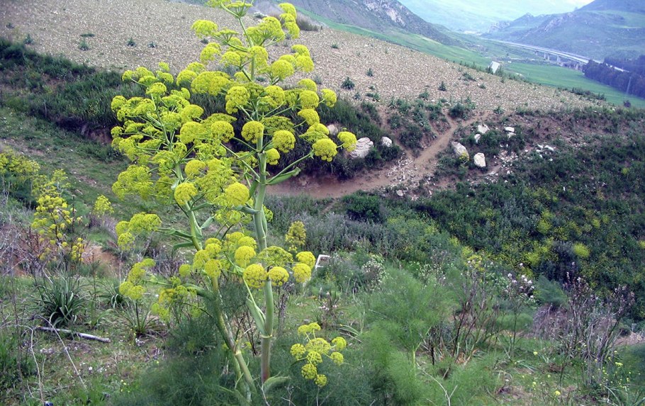 Ферула линейка для наказания