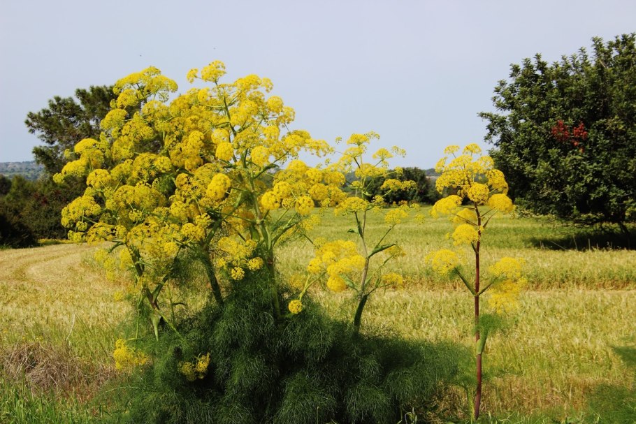 Омик ферула джунгарская
