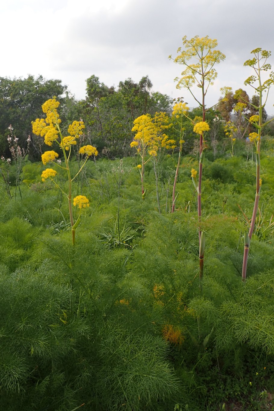 Ferula communis