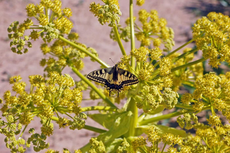 Ферула железная
