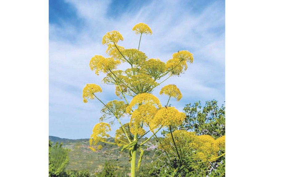 Ферула мускусная