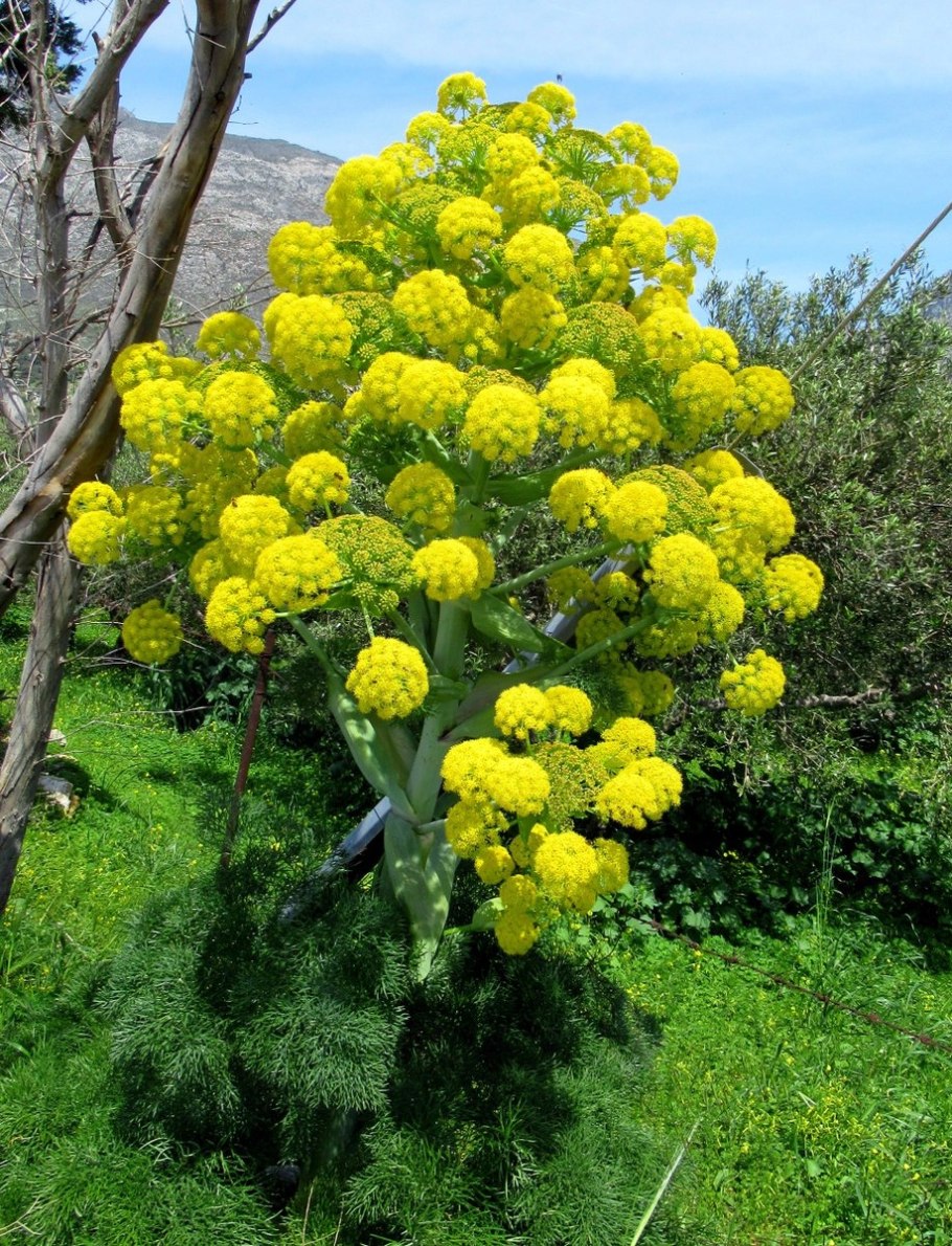 Ферула камеденосная