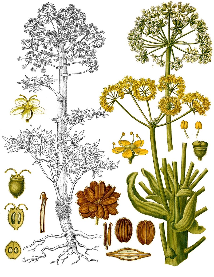 Ферула джунгарская