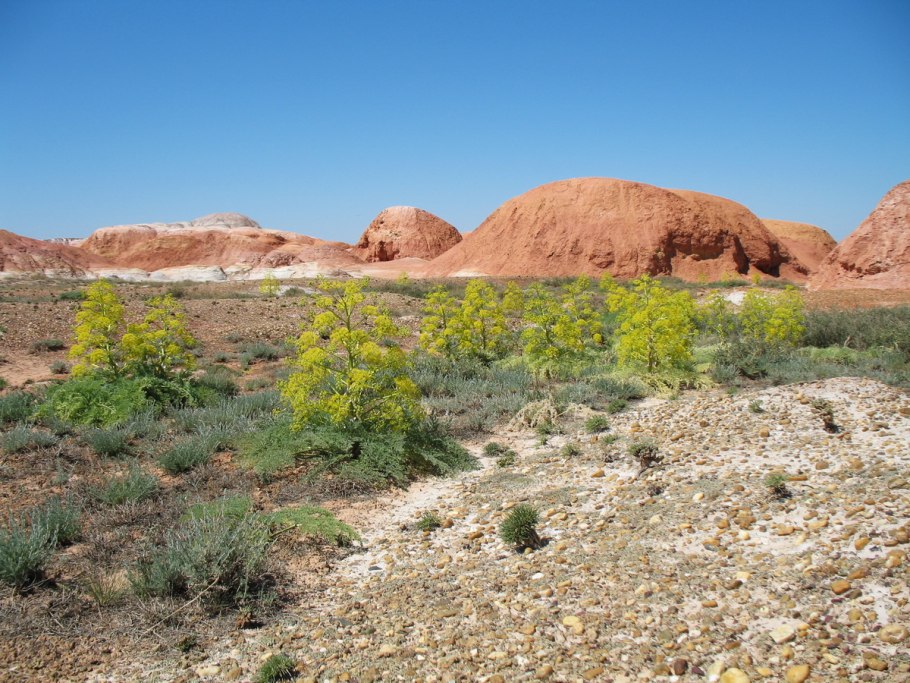 Ферула Кызылкумская
