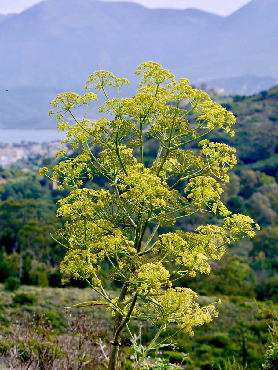 Каврак ферула