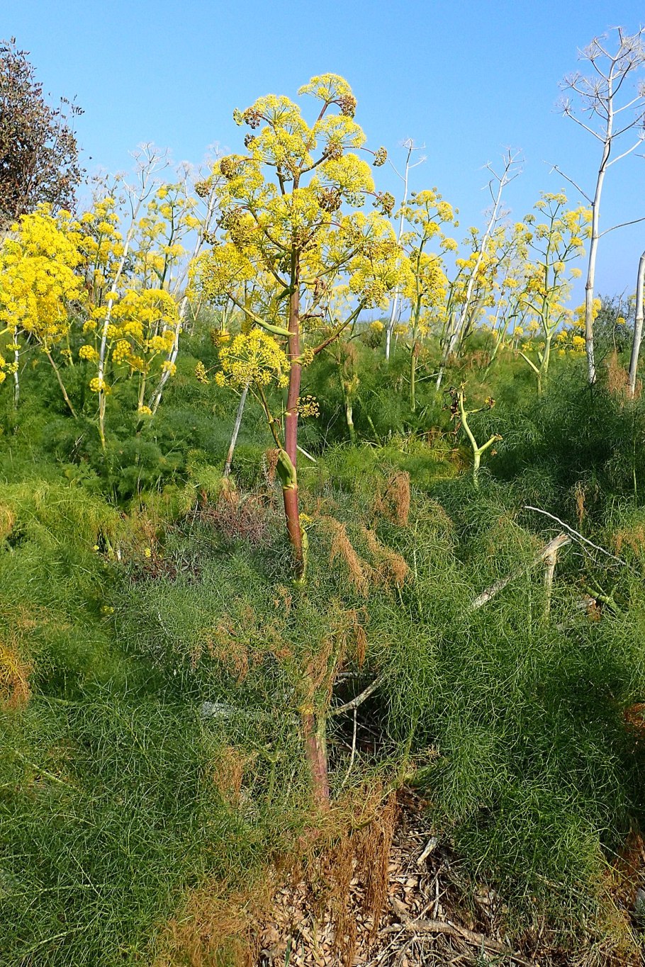 Ферула тонкорассечённая