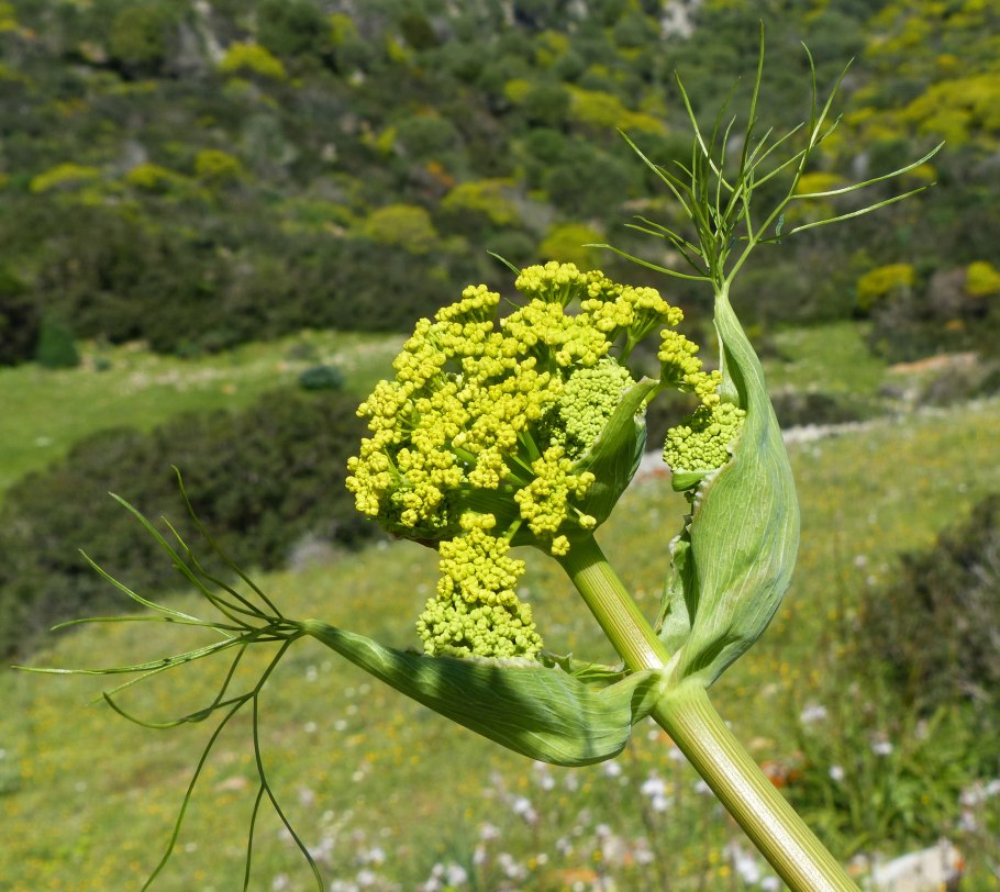 Фенхель конский мелкоплодный