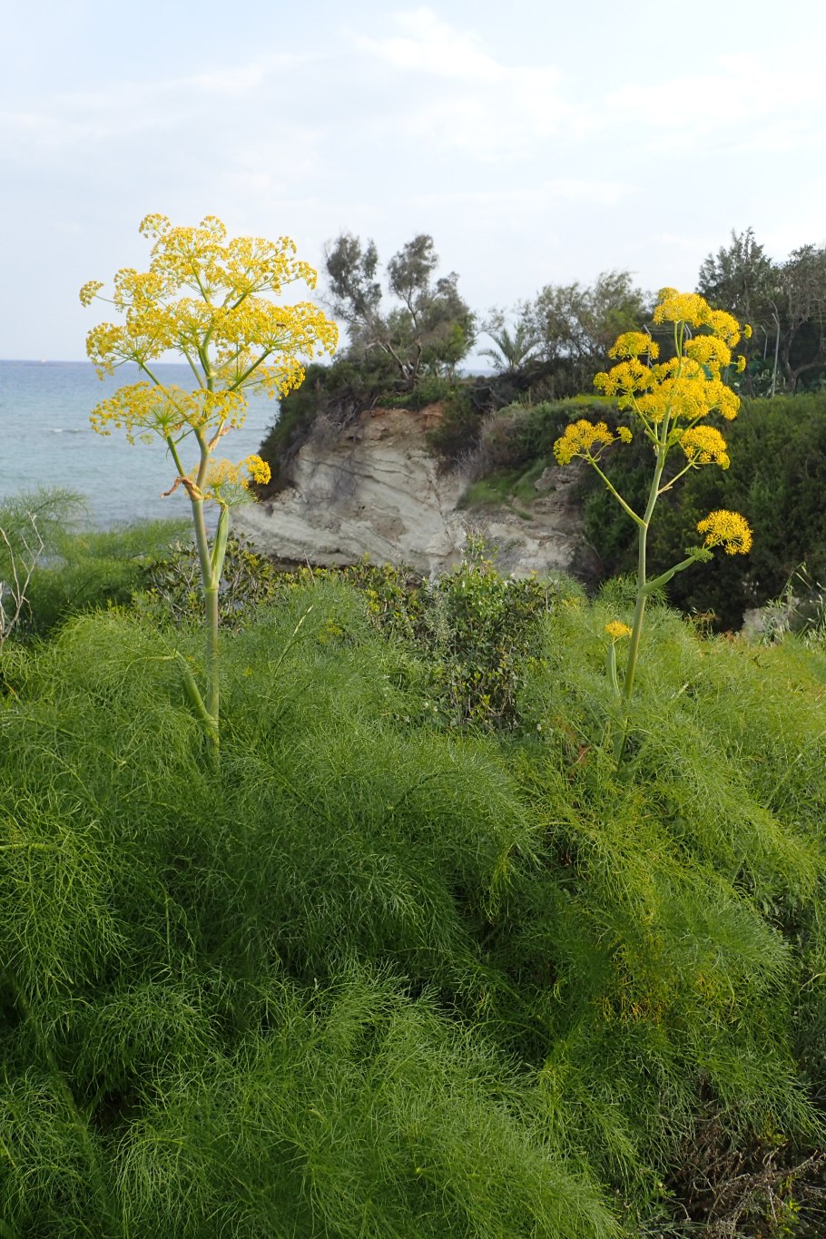 Ferula communis