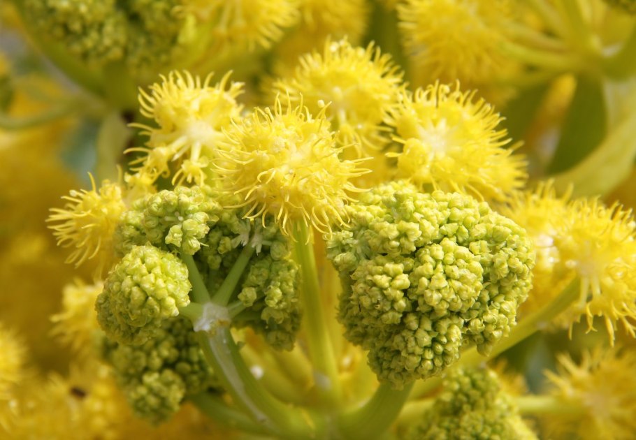 Ферула асафетида