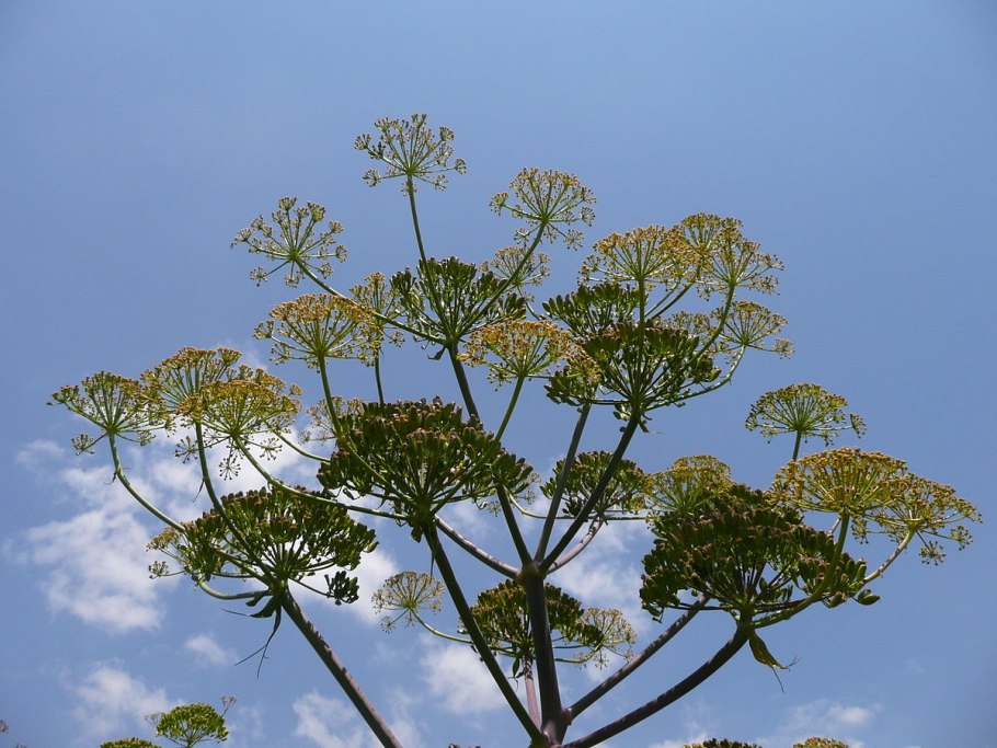 Каврак ферула