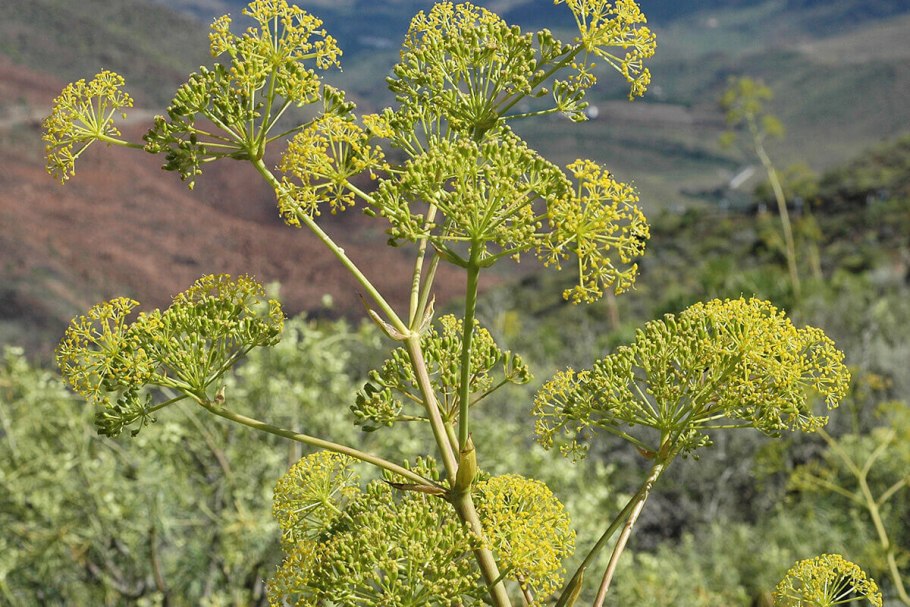 Ферула асафетида