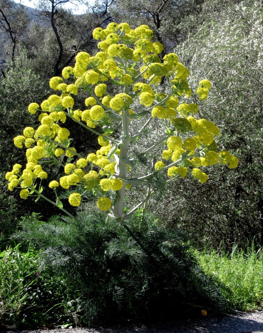 Каврак асафетида