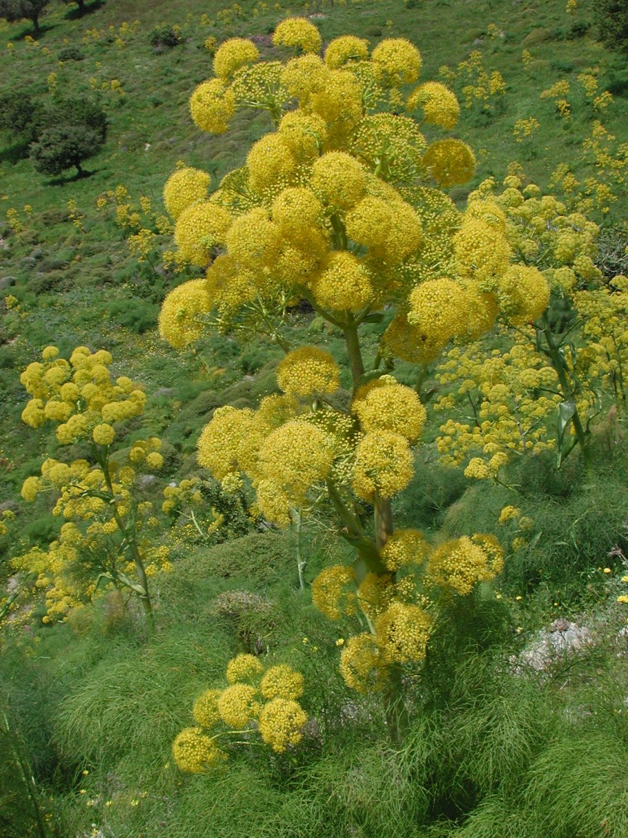 Ферула обыкновенная
