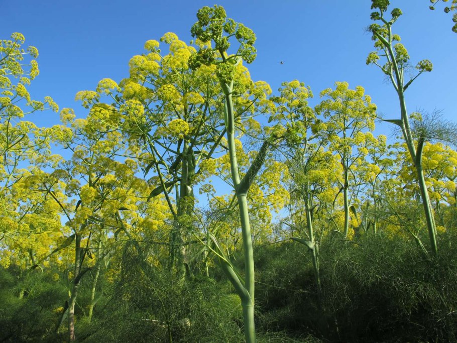 Ферула Ферганская