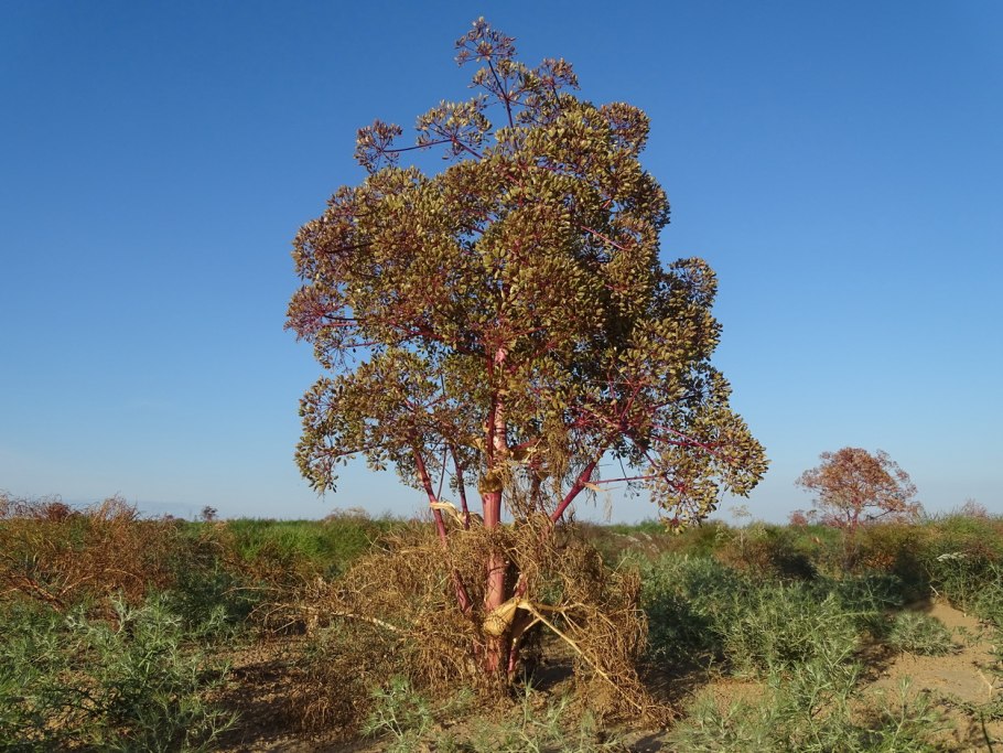 Ферула мосчата